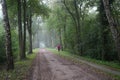 Woman walks in the green forest Royalty Free Stock Photo