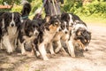 Walk with many dogs on a leash. A lot of boerder collies Royalty Free Stock Photo