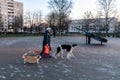 A woman walks three dogs. two corgis and a Russian greyhound