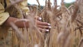 Woman Walks and Touches Wheat Ears on Dried Yellow Crop Field Royalty Free Stock Photo