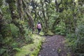 A woman walks on trail through mosses covered covered forest at Dawson Falls track in Taranaki, New Zealand.