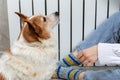 A woman in warm knitted woolen socks and cute corgi dog near a home heater in the cold autumn-winter season. Royalty Free Stock Photo