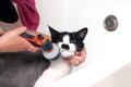 A woman washes a displeased cat under a shower in a beauty salon for animals. Dissatisfied and angry cat washes