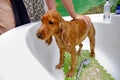 A woman washes an English Cocker Spaniel dog in the bath Royalty Free Stock Photo