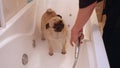 Woman washes pugdog with shower in bath.