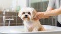 A woman washes a small purebred dog in a salon. Happy dog takes a bath. Pet grooming concept. Pet day. AI generative Royalty Free Stock Photo