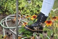 Woman washing black leather lace-up boots under water tap in garden. Water drops on the shoes. Leg wearing jeance and boots. Royalty Free Stock Photo