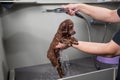 Woman washing brown mini toy poodle in grooming salon. Royalty Free Stock Photo