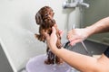 Woman washing brown mini toy poodle in grooming salon. Royalty Free Stock Photo