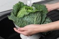 Woman washing fresh green savoy cabbage under tap water in kitchen sink Royalty Free Stock Photo