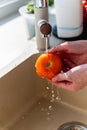 Woman washing fresh ripe tomatoes under tap water in kitchen Royalty Free Stock Photo