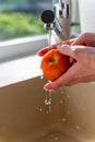 Woman washing fresh ripe tomatoes under tap water in kitchen Royalty Free Stock Photo