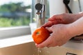 Woman washing fresh ripe tomatoes under tap water in kitchen Royalty Free Stock Photo