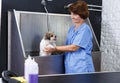 Woman washing havanese at grooming salon Royalty Free Stock Photo