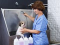 Woman washing havanese at grooming salon Royalty Free Stock Photo