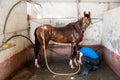 Woman washing horse with hose Royalty Free Stock Photo