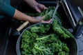 Woman is washing kale leaves with water on faucet sink top view on windows light Royalty Free Stock Photo