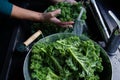 Woman is washing kale leaves with water on faucet sink top view on windows light Royalty Free Stock Photo