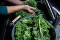 Woman is washing kale leaves with water on faucet sink top view on windows light Royalty Free Stock Photo