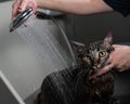 Woman washing a tabby gray cat in a grooming salon.