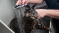 Woman washing a tabby gray cat in a grooming salon.