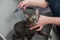 Woman washing a tabby gray cat in a grooming salon.