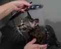 Woman washing a tabby gray cat in a grooming salon.