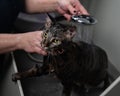 Woman washing a tabby gray cat in a grooming salon.