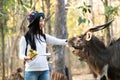 Woman watching and feeding animal in zoo