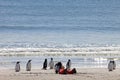 Woman watching the Gentoo penguins, Saunders, Falkland Islands Royalty Free Stock Photo