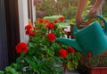 Woman watering blooming geranium flowers outdoors. Home gardening