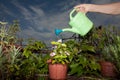 woman watering flowers Royalty Free Stock Photo