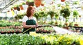 Woman watering flowers in a nursery - Greenhouse with coloured plants for sale Royalty Free Stock Photo