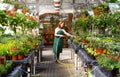 Woman watering flowers in a nursery - Greenhouse with coloured plants for sale Royalty Free Stock Photo