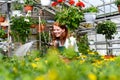 Woman watering flowers in a nursery - Greenhouse with coloured plants for sale Royalty Free Stock Photo