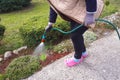 Woman watering flowers, plant and shrubs