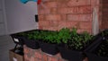 woman watering home seedlings with a watering can