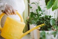 Woman is watering house plants from a yellow watering can. Care of potted flowers. Eco-friendly hobby and sustainable lifestyle Royalty Free Stock Photo