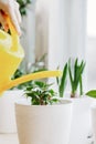 Woman is watering house plants from a yellow watering can. Care of potted flowers. Eco-friendly hobby and sustainable lifestyle Royalty Free Stock Photo