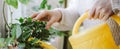 Woman is watering house plants from a yellow watering can. Care of potted flowers. Eco-friendly hobby and sustainable lifestyle Royalty Free Stock Photo