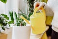 Woman is watering house plants from a yellow watering can. Care of potted flowers. Eco-friendly hobby and sustainable lifestyle Royalty Free Stock Photo