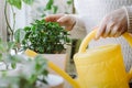 Woman is watering house plants from a yellow watering can. Care of potted flowers. Eco-friendly hobby and sustainable lifestyle Royalty Free Stock Photo