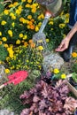 Woman is watering just planted plants and flowers in the rockery