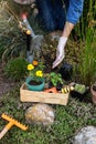 Woman is watering just planted plants and flowers in the rockery, worker cares about flowers in the flower garden