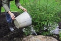 Woman watering with liquid fertilizers of fir tree