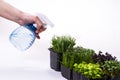 Woman watering microgreens on a white background. Microgreens of different varieties on the banner photo. Microgreens of