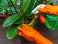 Woman watering orchid flowers. Houseplant care concept. Prevention of indoor plants