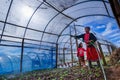 Woman watering organic vegetables in greenhouse in the vegetable patch