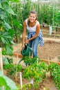 Woman watering peppers seedlings with watering pot in greenhouse