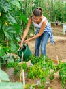 Woman watering peppers seedlings with watering pot in greenhouse